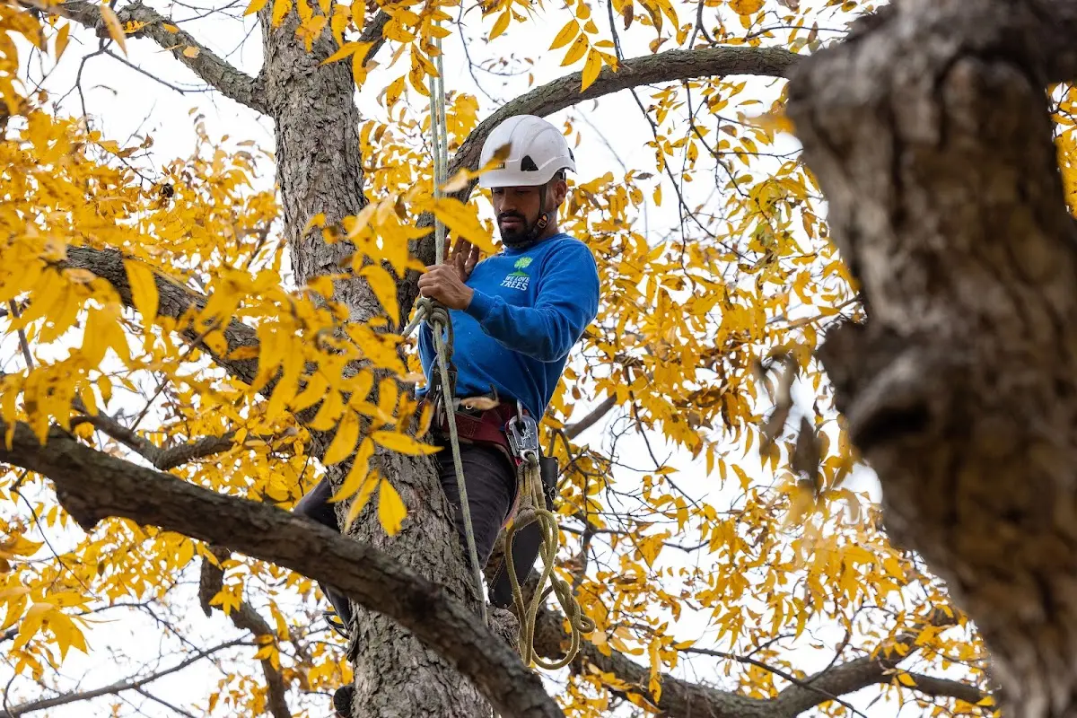 Skilled Tree Planting crew working in Smithfield